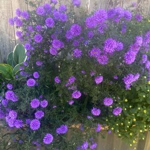 Purple Aster seeds